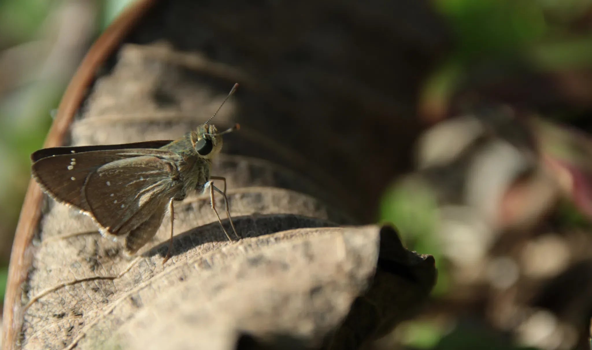 Mehlmotte und Dörrobstmotte: Natürliche Strategien zur Bekämpfung - Green Guardia - Ihr Experte für Schädlinge und Pflanzen
