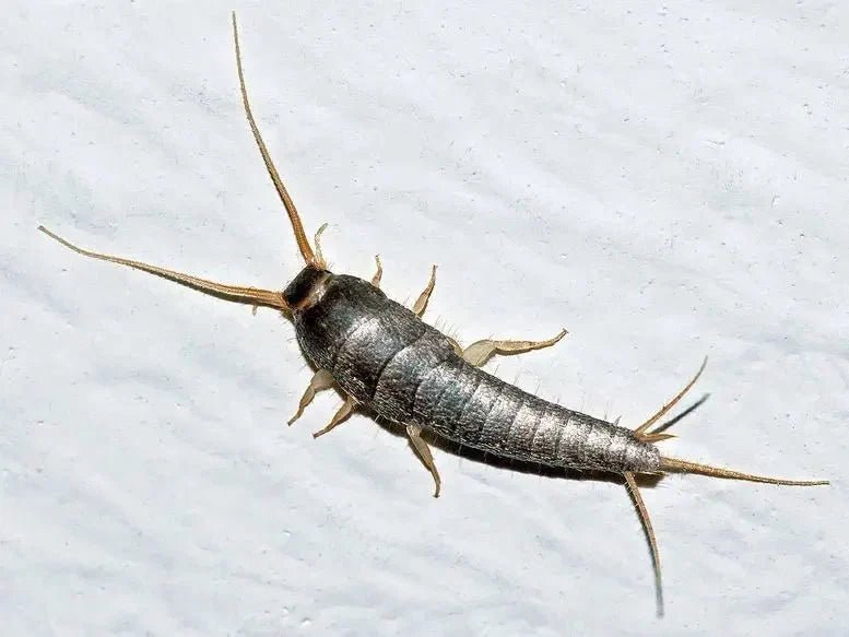 Silberfische natürlich stoppen: So schützen Sie Ihr Zuhause langfristig - Green Guardia - Ihr Experte für Schädlinge und Pflanzen