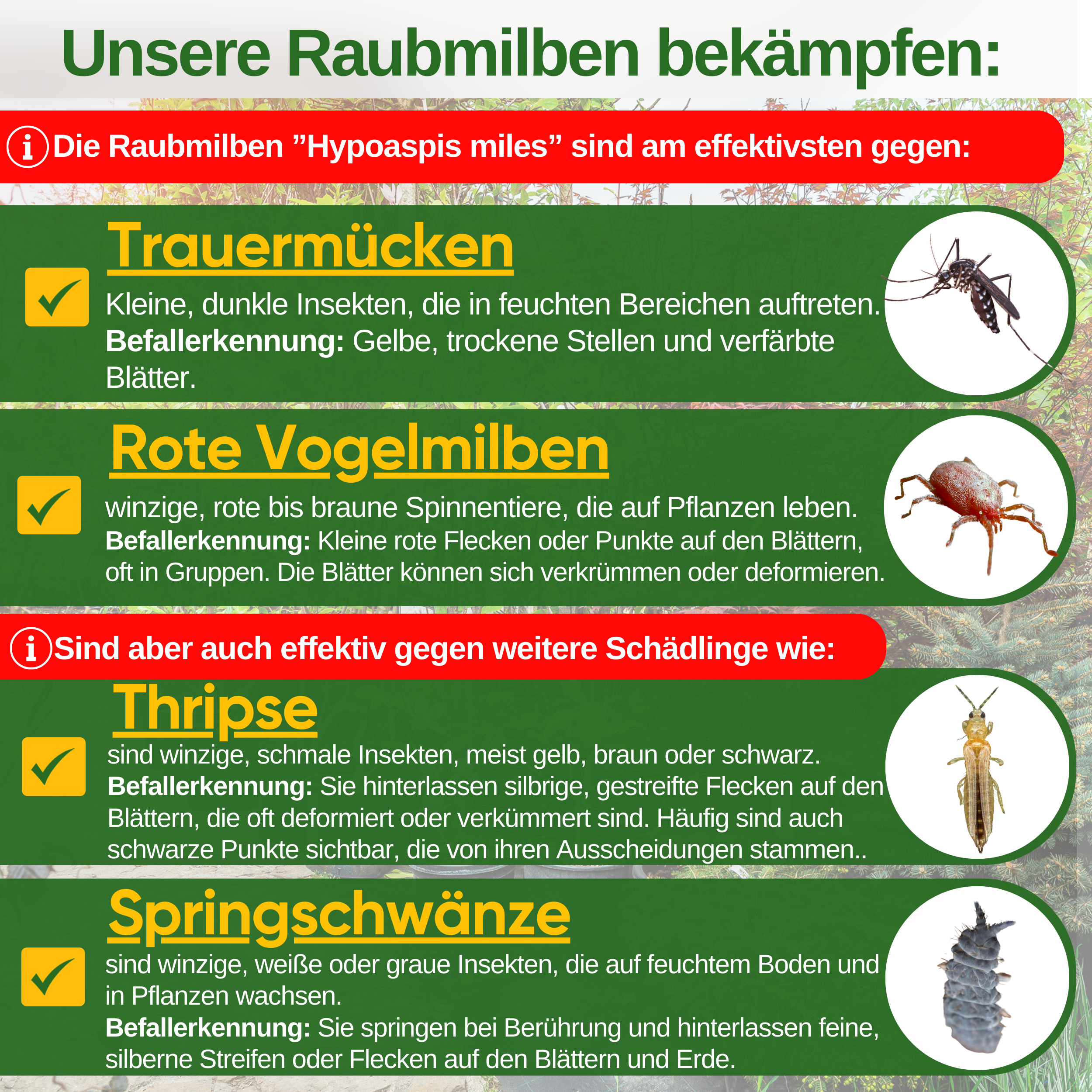 Raubmilben Mix gegen Trauermücken & Rote Vogelmilben – Streuware