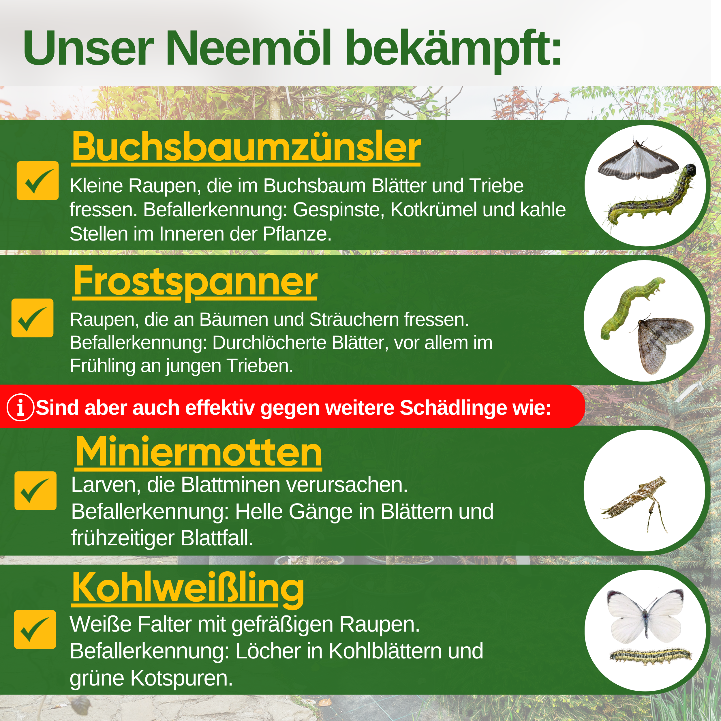Power Neemöl gegen Buchsbaumzünsler
