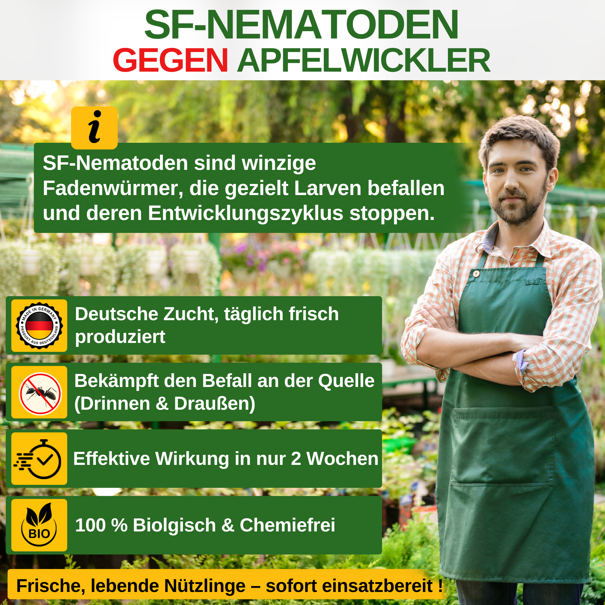 SF-Nematoden gegen Apfelwickler