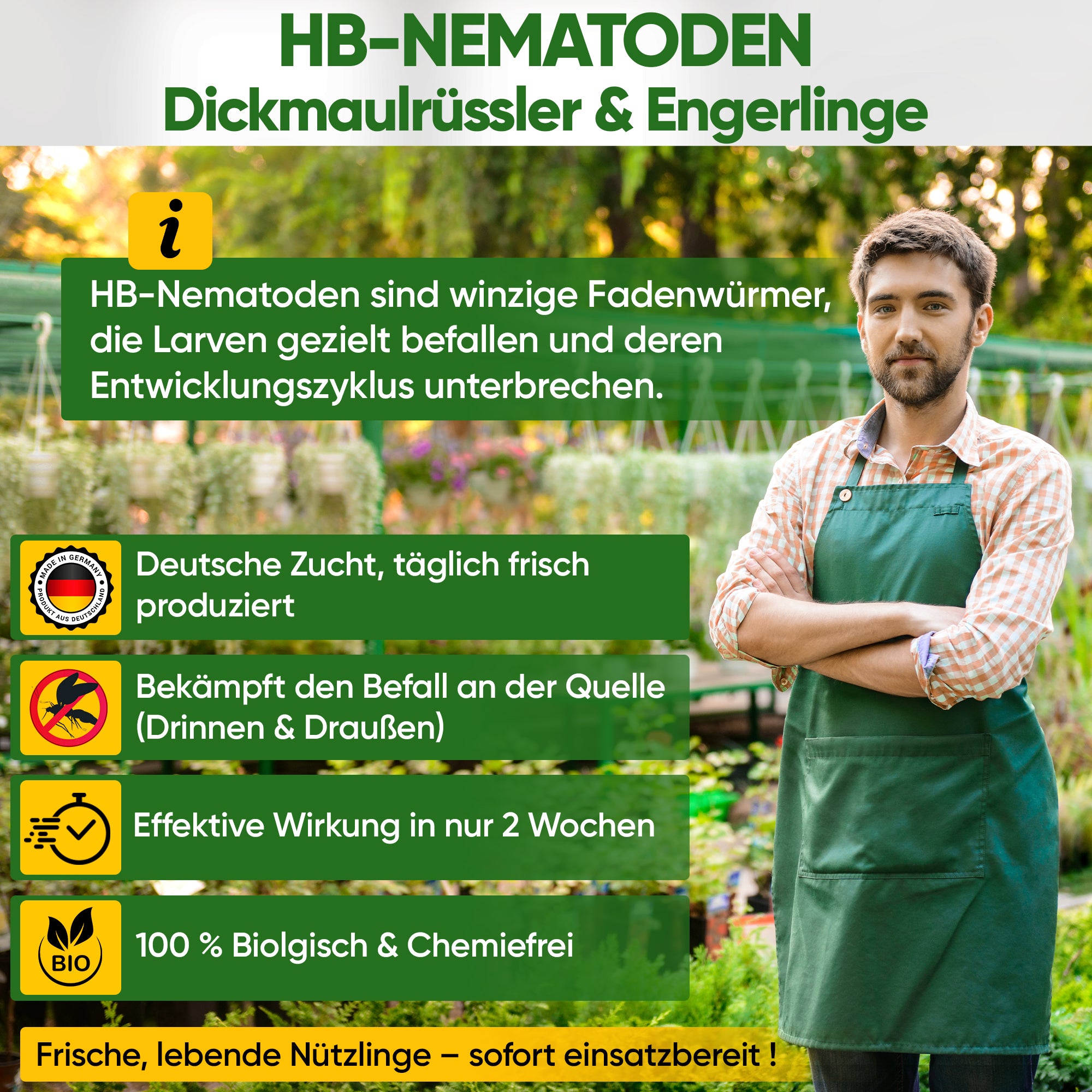 HB nematodes against black vine weevils and grubs