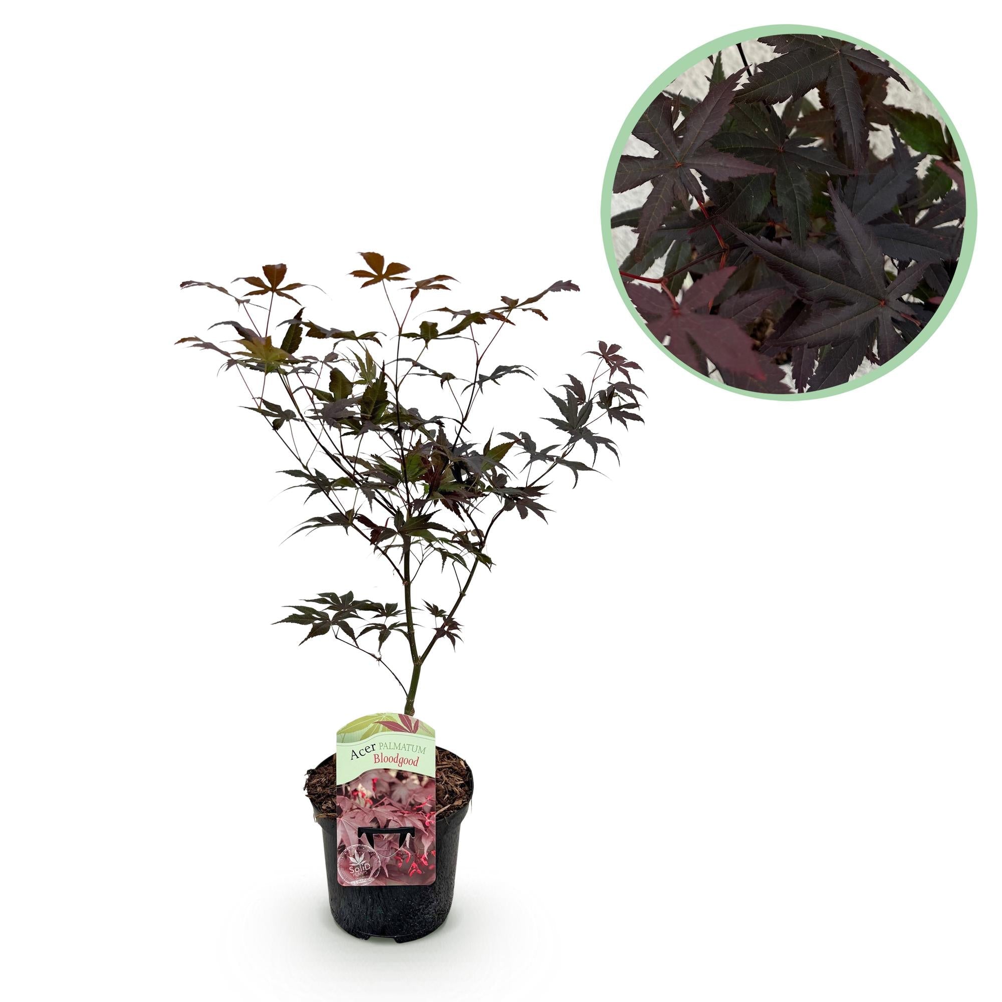 Acer Palmatum ‘Bloodgood’ – Japanischer Ahorn, laubabwerfend – 19 cm Topf, 70 cm hoch - Green Guardia - Ihr Experte für Schädlinge und Pflanzen