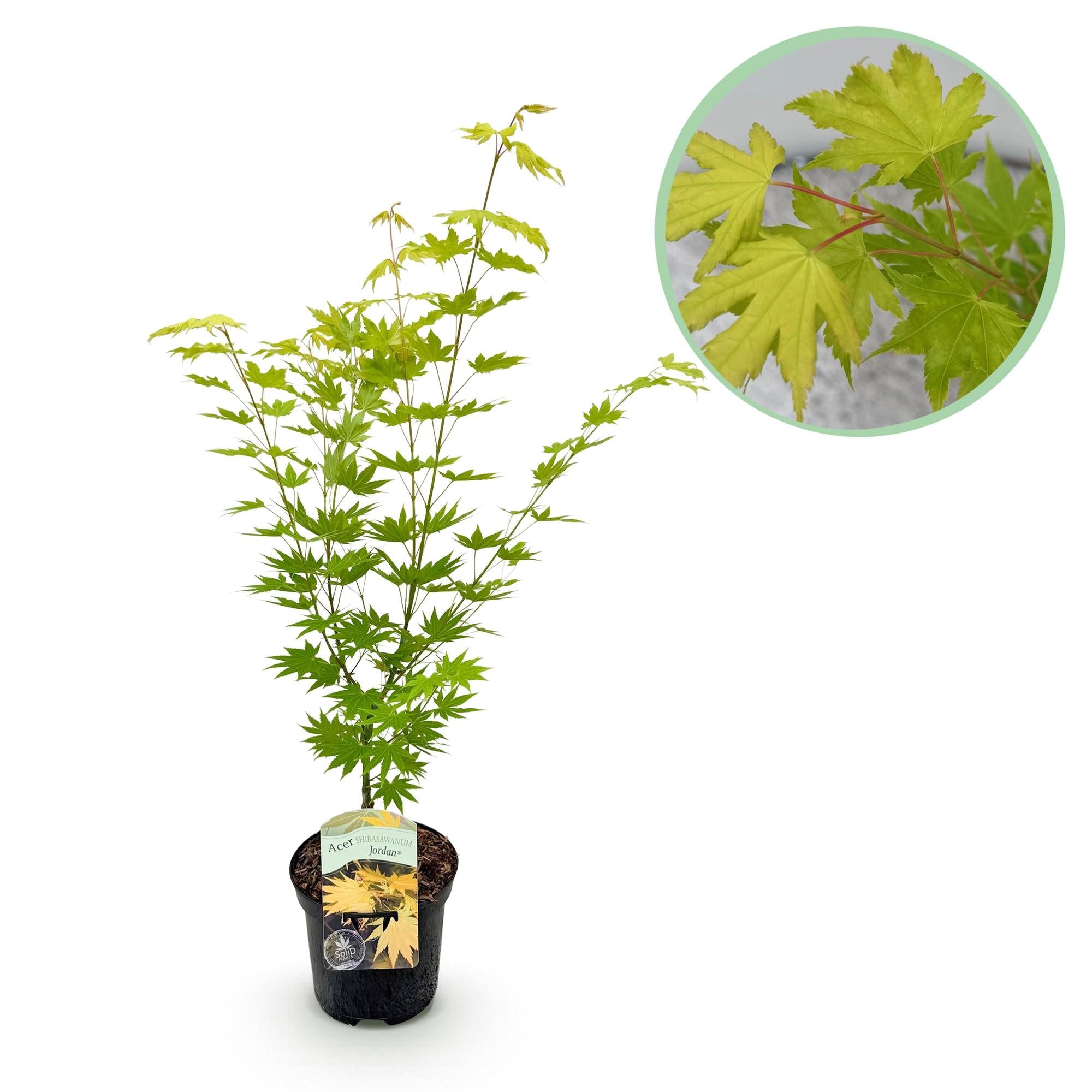 Acer Palmatum ‘Jordan’ – Japanischer Ahorn, laubabwerfend – 19 cm Topf, 70 cm hoch - Green Guardia - Ihr Experte für Schädlinge und Pflanzen
