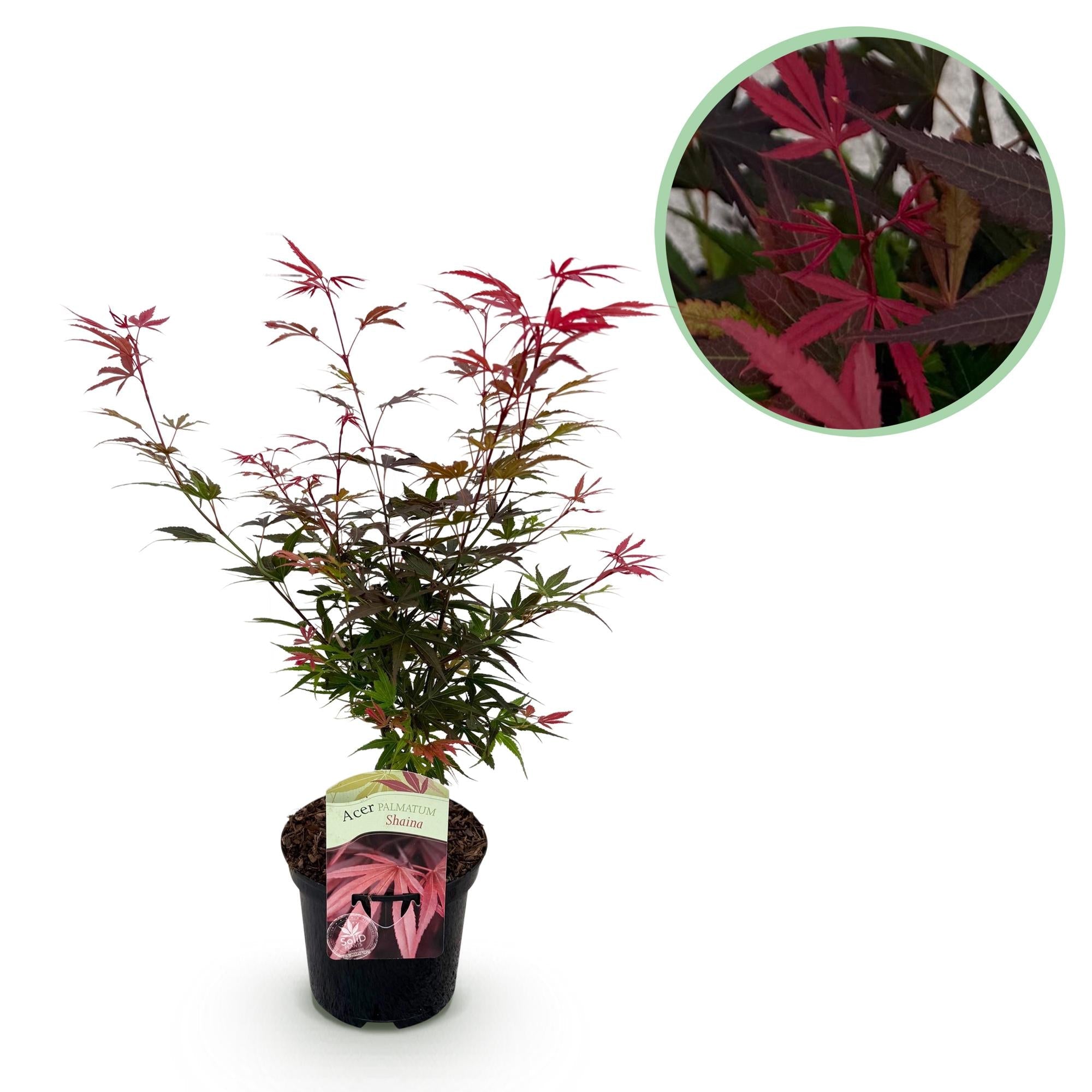 Acer Palmatum ‘Shaina’ – Japanischer Ahorn, laubabwerfend – 19 cm Topf, 70 cm hoch - Green Guardia - Ihr Experte für Schädlinge und Pflanzen
