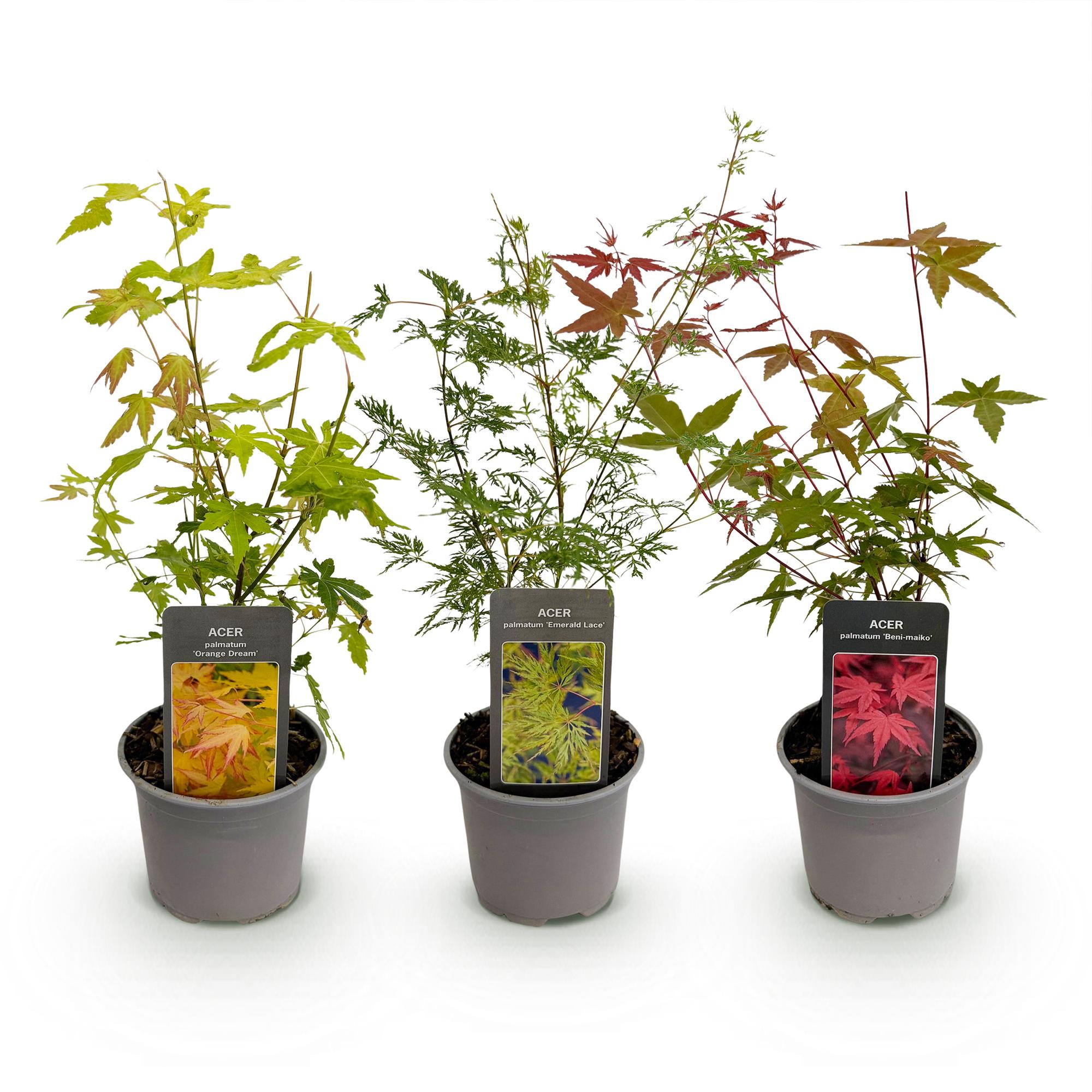 Acer palmatum ‘Tricolour’ – 3 Pflanzen – laubabwerfend & pflegeleicht – rot - grün - orange – 12 cm Topf, ca. 35 cm hoch - Green Guardia - Ihr Experte für Schädlinge und Pflanzen