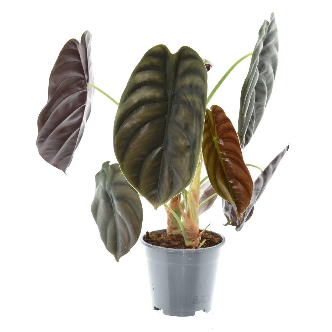 Alocasia ‘Red Secret’ – Elefantenohr – 14 cm Topf, 35 cm hoch - Green Guardia - Ihr Experte für Schädlinge und Pflanzen