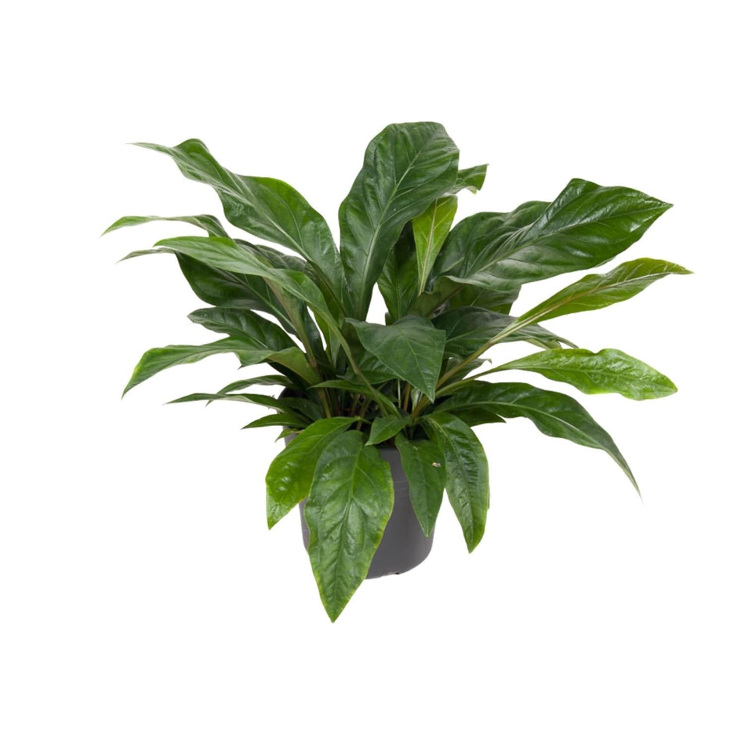 Anthurium ‘Jungle Bush’ – Flamingoblume – 30 cm Topf, 70 cm hoch - Green Guardia - Ihr Experte für Schädlinge und Pflanzen