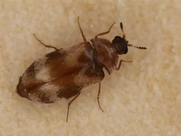 Berlinkäfer