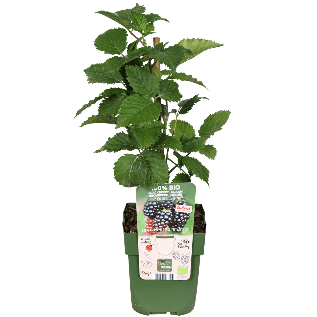 Bio - Brombeere – junge Pflanze im 13 - cm - Topf, 20 cm Höhe - Green Guardia - Ihr Experte für Schädlinge und Pflanzen