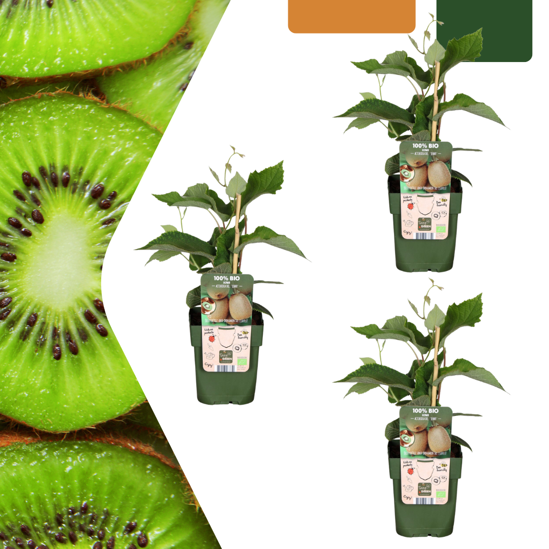 Bio - Kiwi – Jungpflanze im 13 cm Topf, ca. 20 cm hoch - Green Guardia - Ihr Experte für Schädlinge und Pflanzen