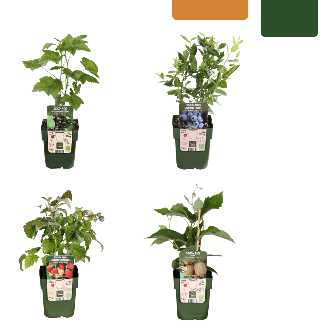 BIO Obstpflanzen - Mix „Sommerfrüchte“ – Set mit 4 Sorten - Green Guardia - Ihr Experte für Schädlinge und Pflanzen