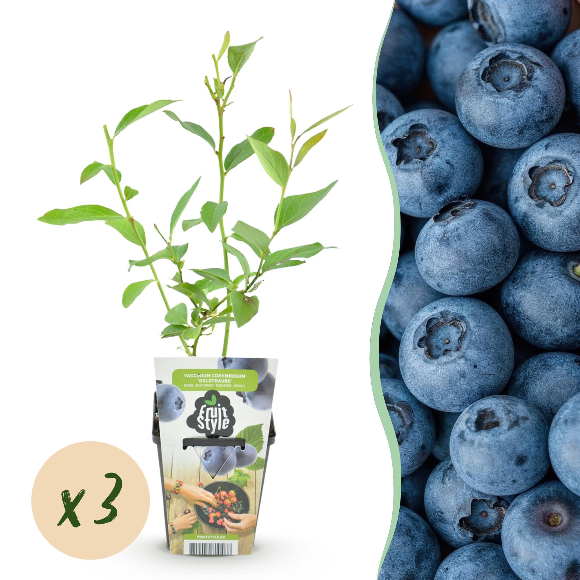 Blaubeere – Vaccinium corymbosum ‘Goldtraube’ – winterhart – blaue Beeren – 3 - 6 Pflanzen – 9 cm Topf - Green Guardia - Ihr Experte für Schädlinge und Pflanzen