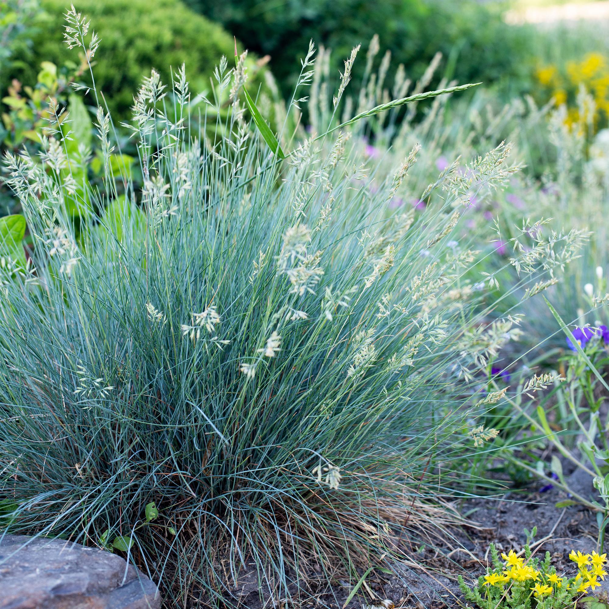 Blauschwingel ‘Intense Blue’ (Festuca glauca) – immergrün, 17 cm Topf, 50 cm Höhe - Green Guardia - Ihr Experte für Schädlinge und Pflanzen