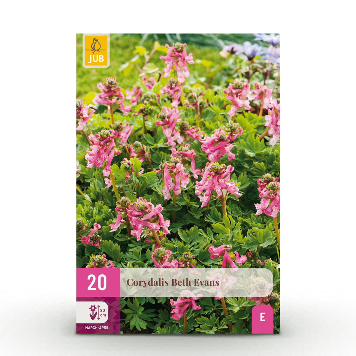 Blumenzwiebeln – Corydalis ‘Beth Evans’ – winterhart & mehrjährig – weiß & lila – 20 Stück – Zwiebelgröße 6/7 – XXL Pack - Green Guardia - Ihr Experte für Schädlinge und Pflanzen