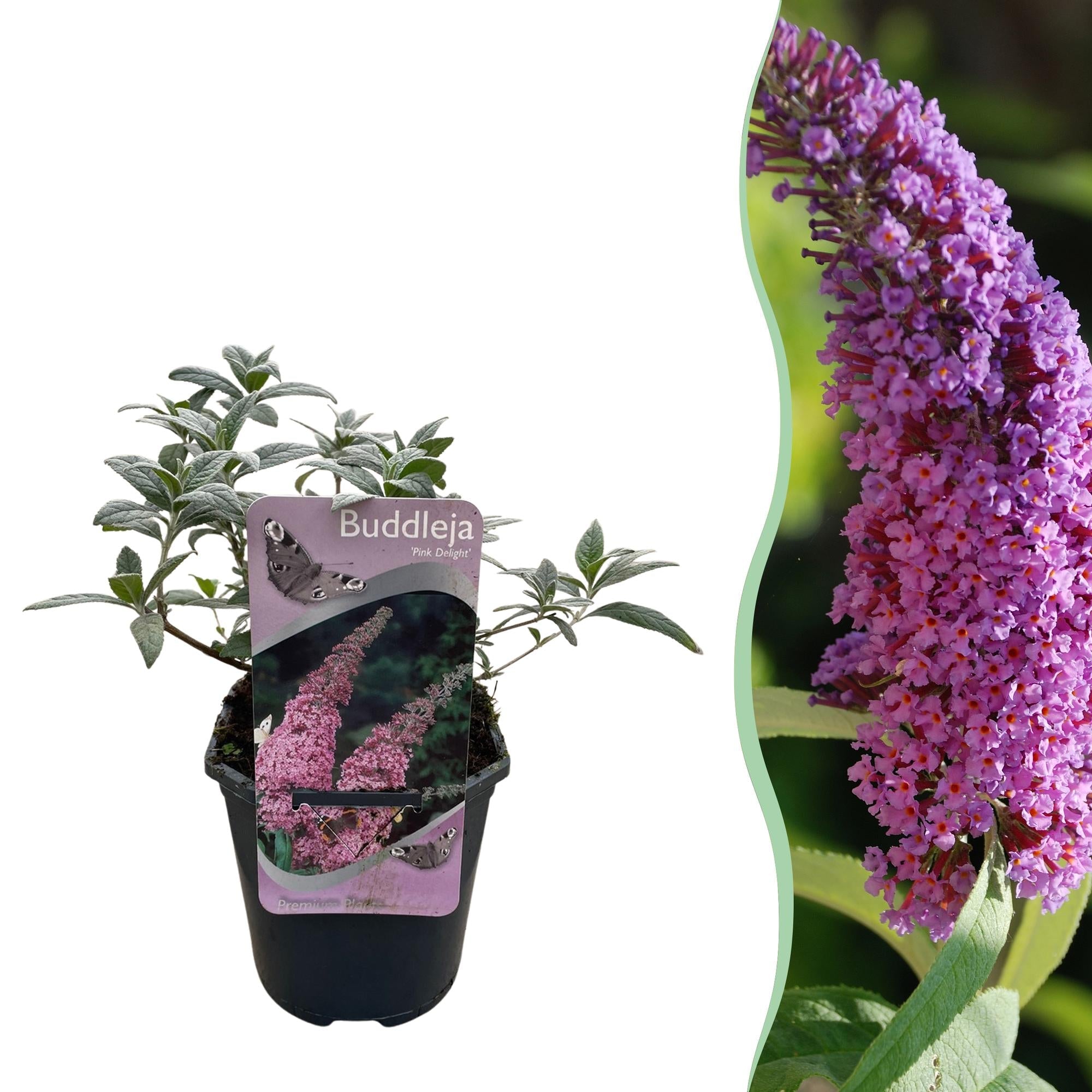 Buddleja davidii ‘Pink Delight’ – Schmetterlingsstrauch, laubabwerfend, 17 cm Topf, 25 cm - Green Guardia - Ihr Experte für Schädlinge und Pflanzen