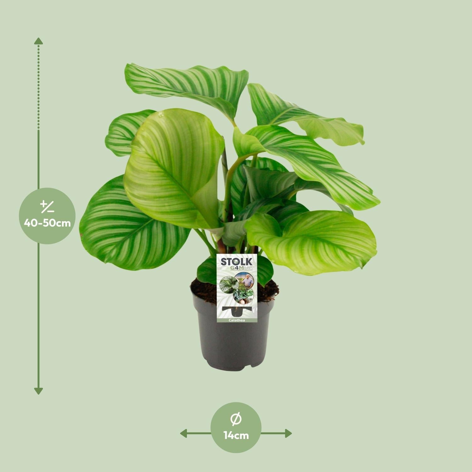 Calathea Orbifolia – Rundblatt - Korbmarante - 25 - 65cm - Green Guardia - Ihr Experte für Schädlinge und Pflanzen