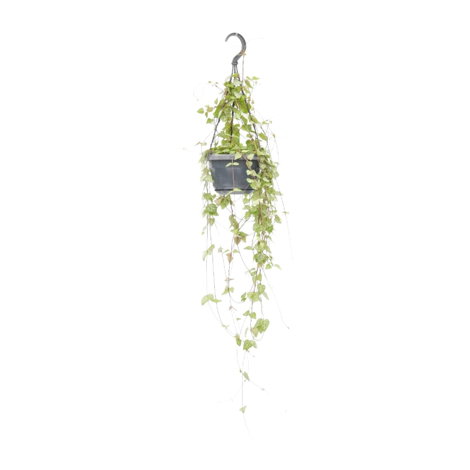 Ceropegia linearis ‘Iris’ – Leuchterblume – 14 cm Topf, 38 cm hoch - Green Guardia - Ihr Experte für Schädlinge und Pflanzen