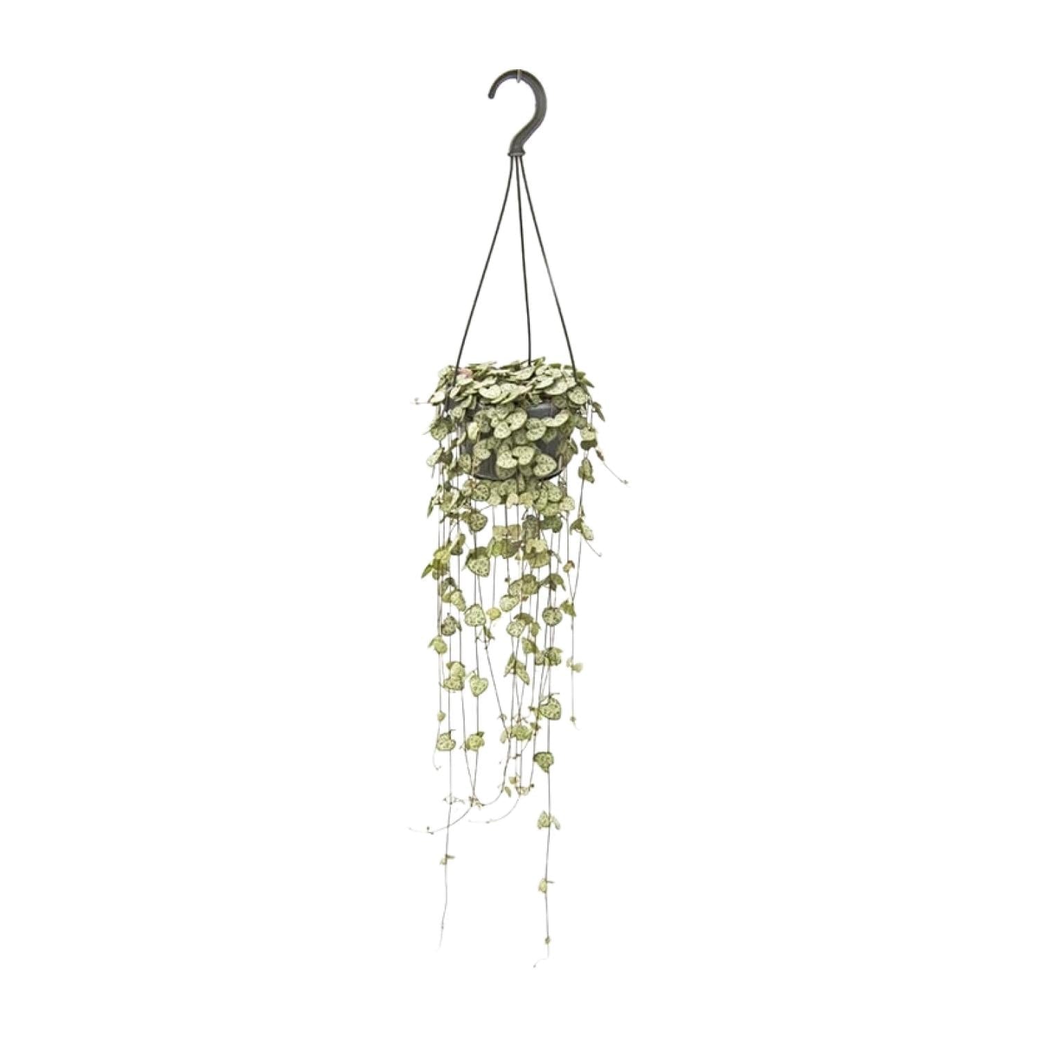 Ceropegia Woodii – Leuchterblume - 14 cm Topf, 50 cm hoch - Green Guardia - Ihr Experte für Schädlinge und Pflanzen