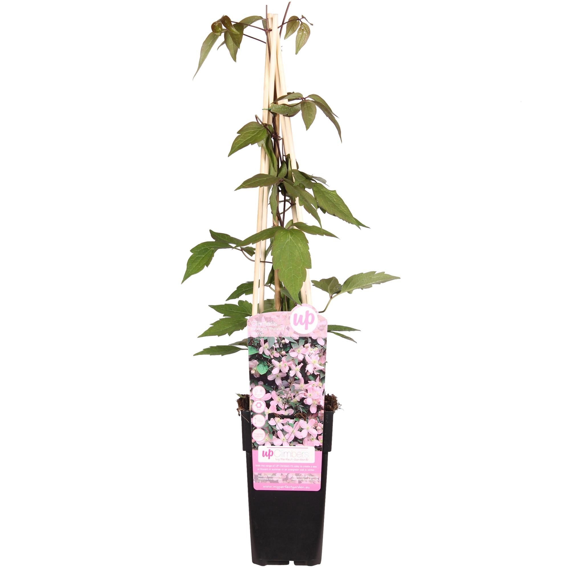 Clematis ‘Fragrant Spring’ (Clematis montana) – hellrosa Blüten, 15 cm Topf, 65 cm Höhe - Green Guardia - Ihr Experte für Schädlinge und Pflanzen