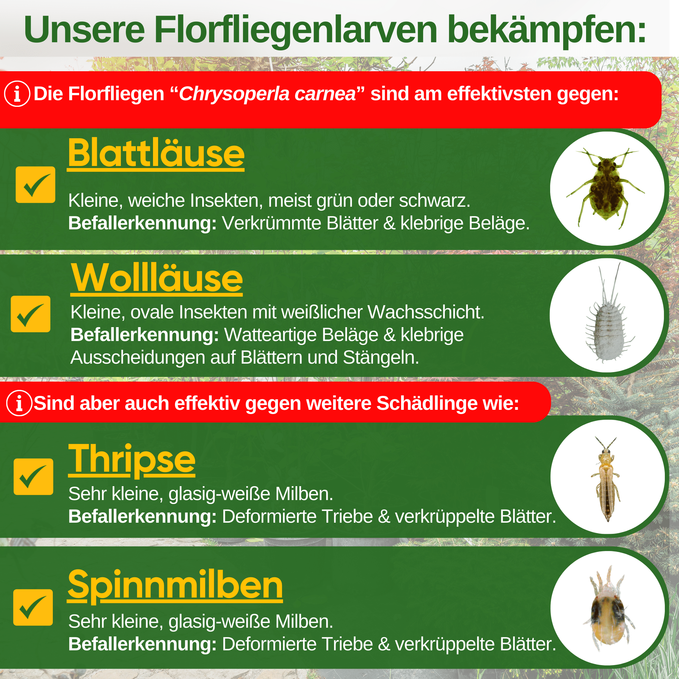 Florfliegenlarven gegen Blattläuse und Wollläuse - Green Guardia - Ihr Experte für Schädlinge und Pflanzen