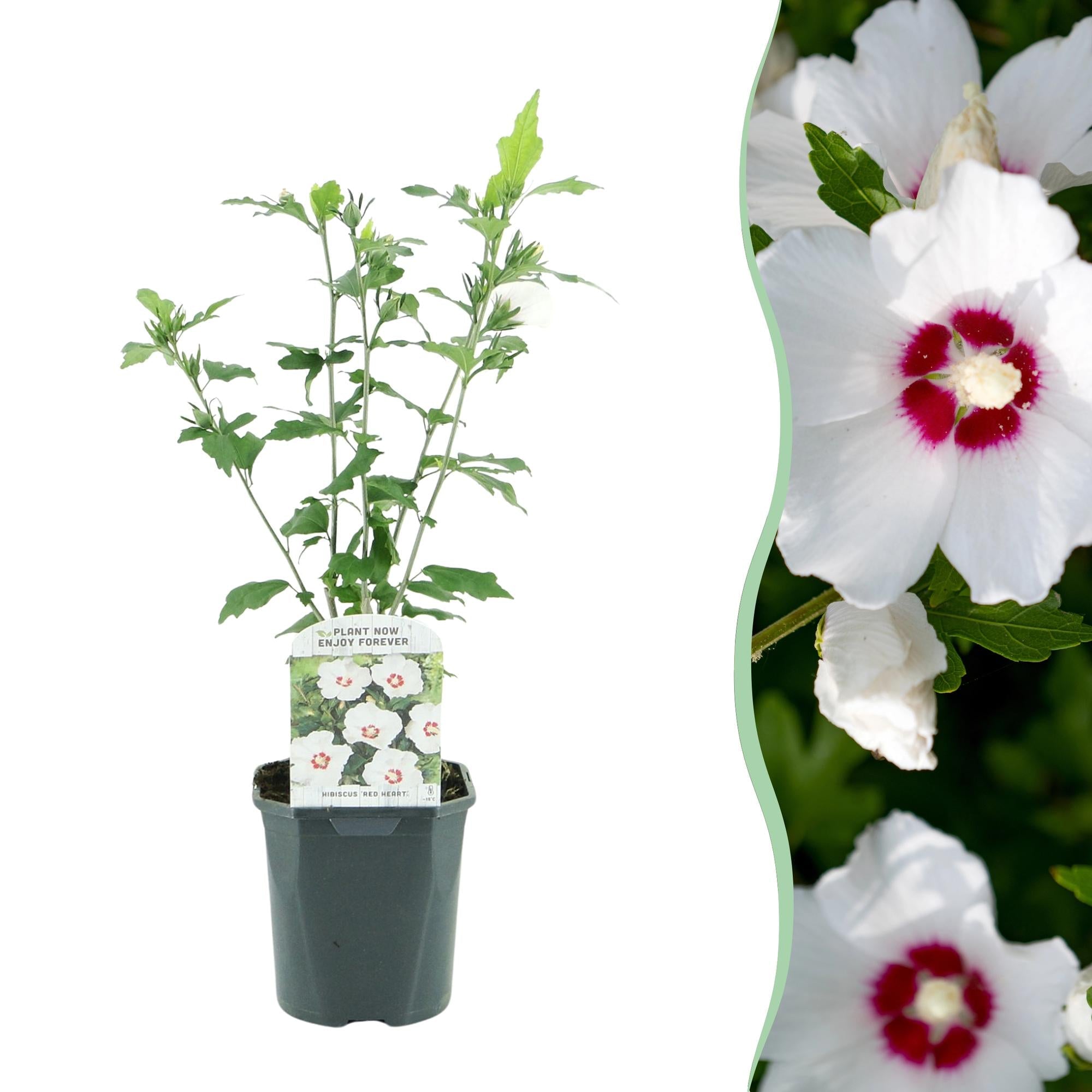 Gartenhibiskus ‘Red Heart’ – Laubabwerfend, weiße Blüte mit rotem Auge, Topf 17 cm, Höhe 45 cm - Green Guardia - Ihr Experte für Schädlinge und Pflanzen
