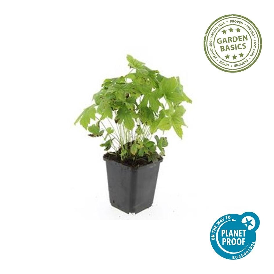 Geranium nodosum – kompakter Storchschnabel, 10–25 cm Höhe - Green Guardia - Ihr Experte für Schädlinge und Pflanzen