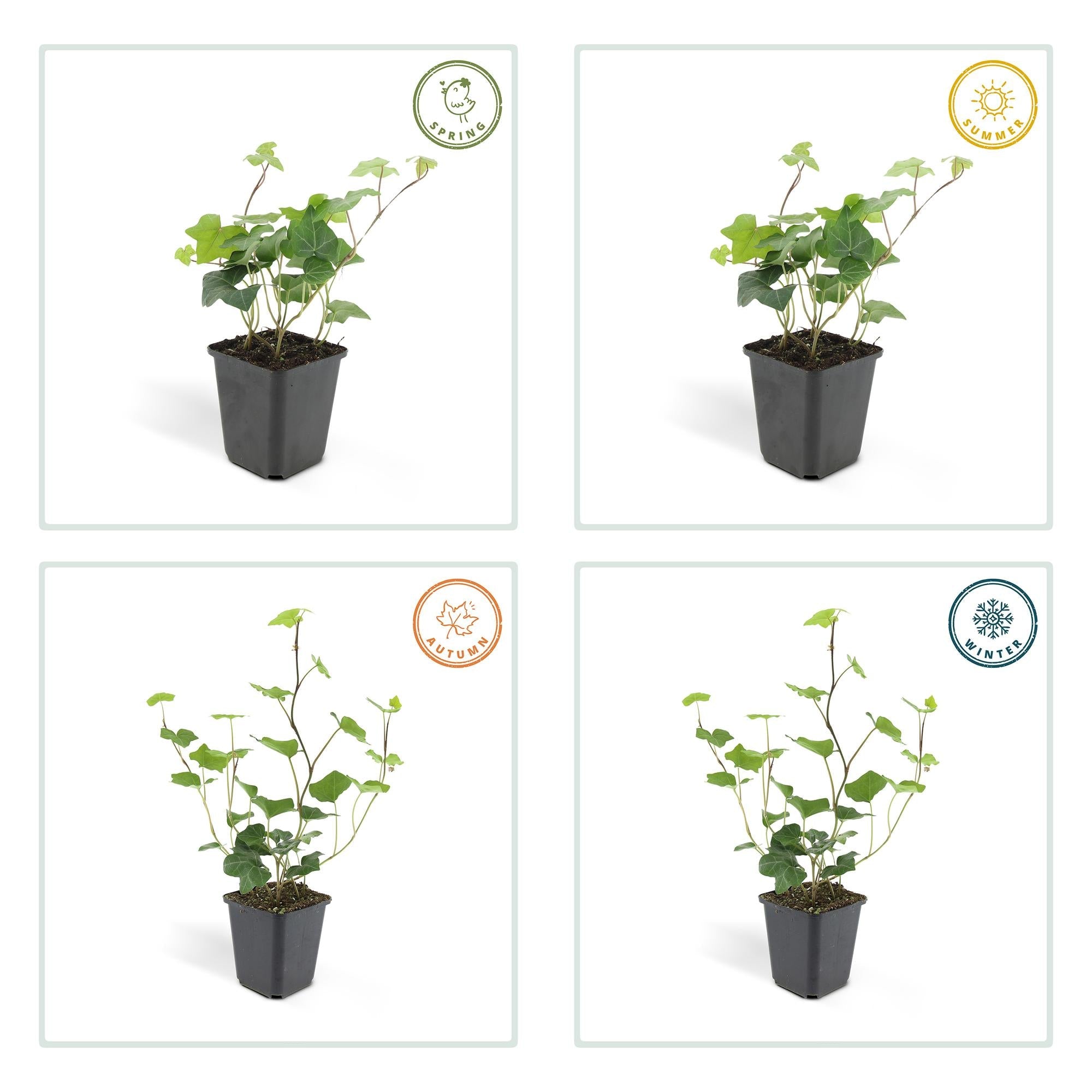Hedera hibernica – Irischer Efeu, 9 cm Topf, 10–25 cm Höhe - Green Guardia - Ihr Experte für Schädlinge und Pflanzen