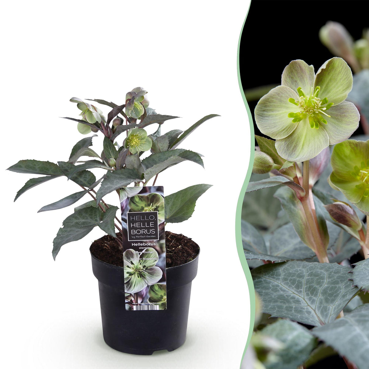 Helleborus sternii ‘Silver Dollar’ – immergrün & pflegeleicht – grüne Blüte – 14 cm Topf, ca. 35 cm hoch - Green Guardia - Ihr Experte für Schädlinge und Pflanzen