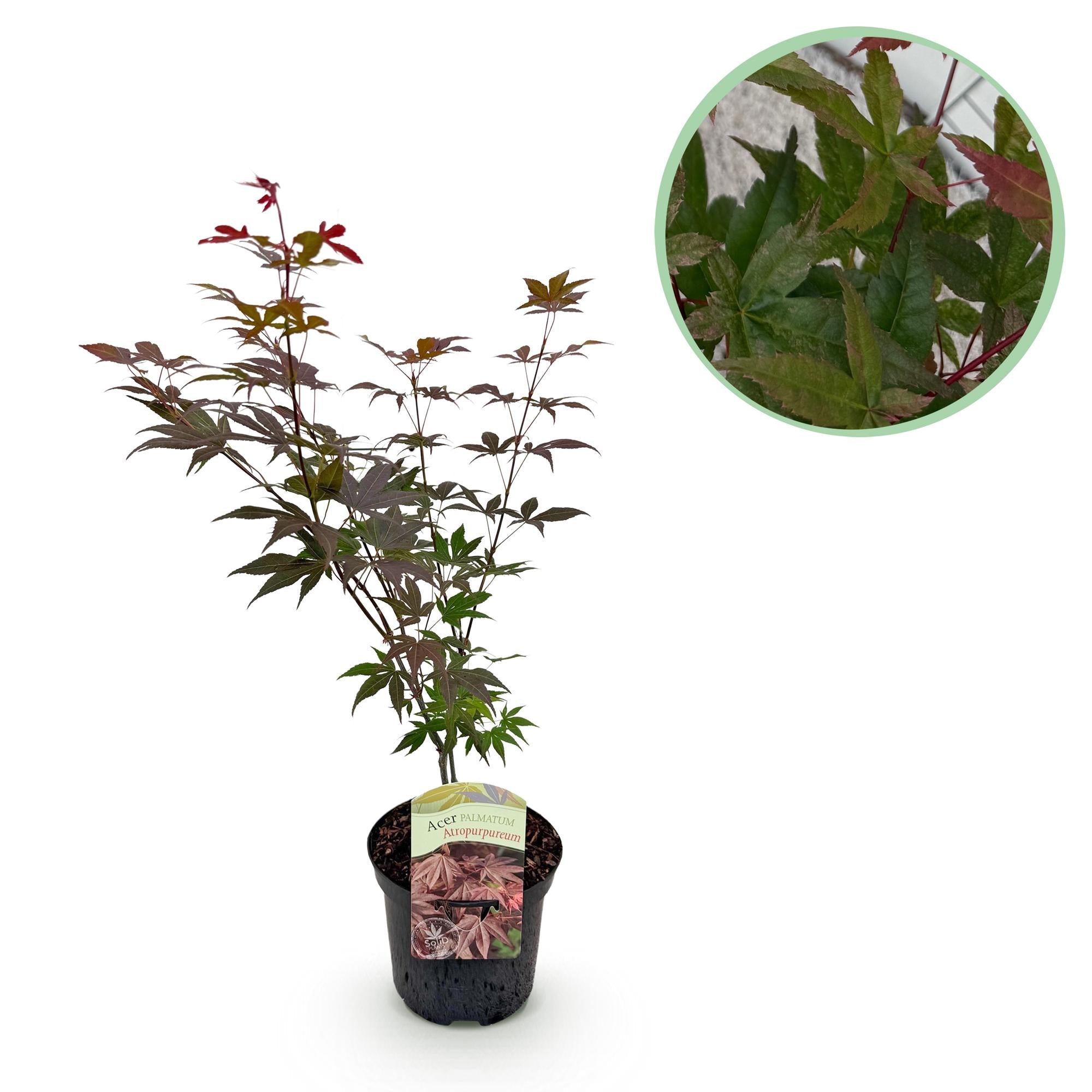 Japanischer Ahorn – Sorte ‘Atropurpureum’, lila, laubabwerfend, 19 cm Topf, 70 cm Höhe - Green Guardia - Ihr Experte für Schädlinge und Pflanzen