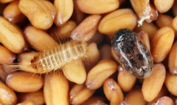 Khaprakäfer