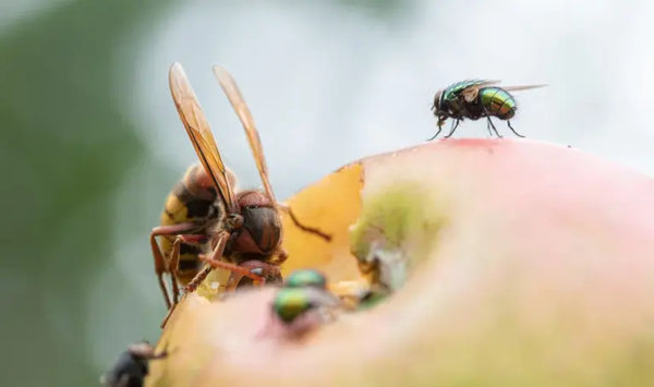 Kirschfruchtfliegen