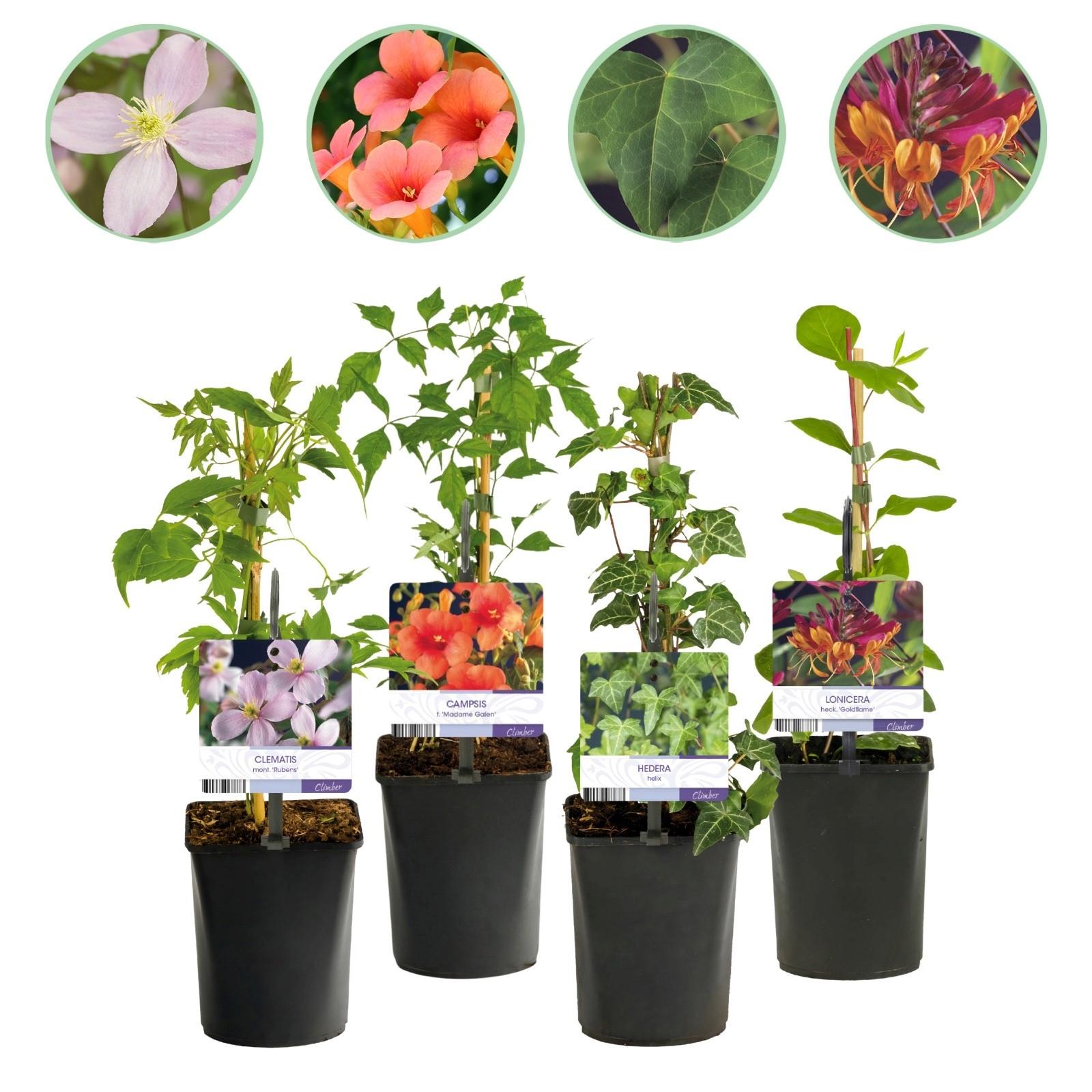 Kletterpflanzen Rainbow – 4 farbenfrohe Sorten für Garten & Terrasse, Topf 11 cm, 40 cm hoch - Green Guardia - Ihr Experte für Schädlinge und Pflanzen
