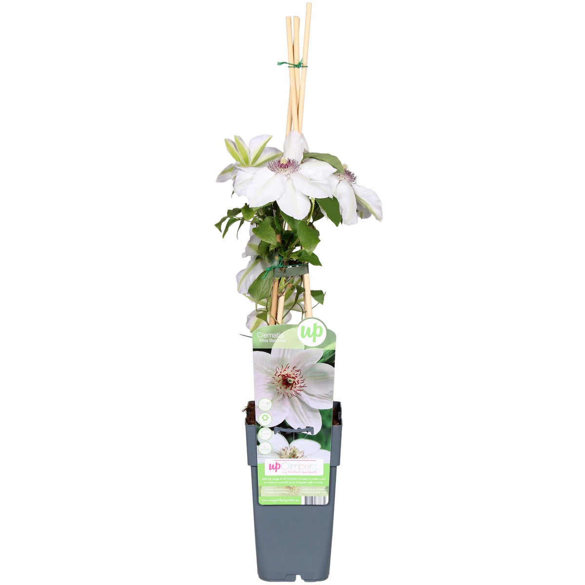 lematis ‘Miss Bateman’ – weiße Blüte, 15 cm Topf, 65 cm Höhe - Green Guardia - Ihr Experte für Schädlinge und Pflanzen