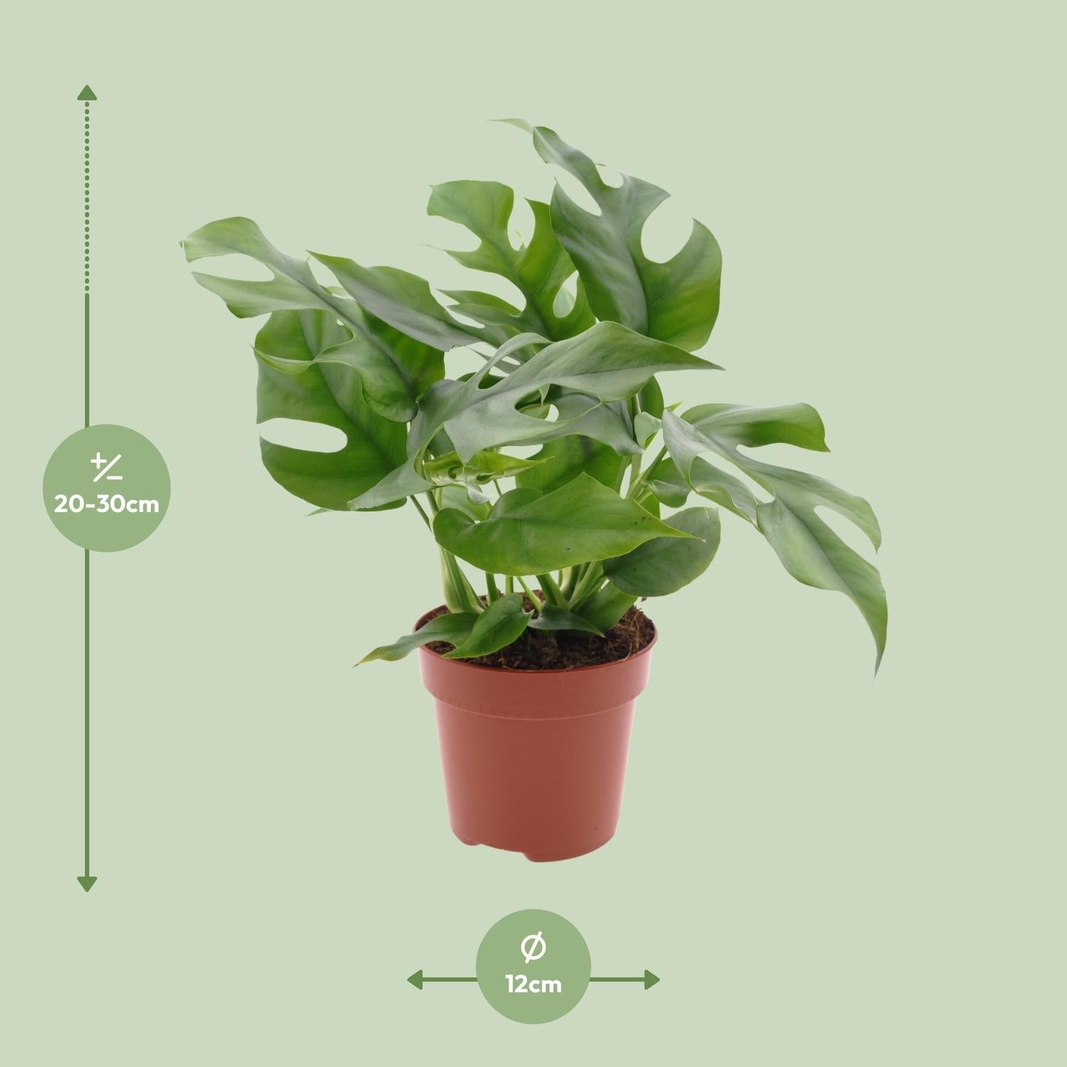 Monstera Minima – Zwerg - Fensterblatt - 25 - 80 cm - Green Guardia - Ihr Experte für Schädlinge und Pflanzen