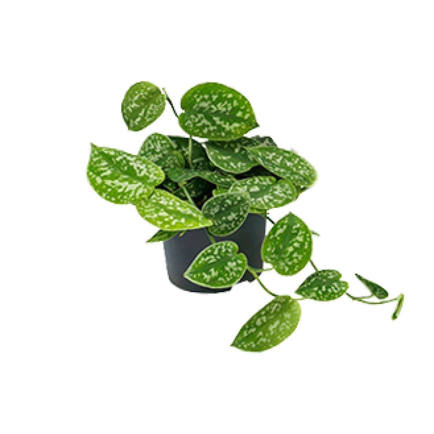 Scindapsus Pictus ‘Argyraeus’ – Gefleckte Efeutute - 15 - 25 cm - Green Guardia - Ihr Experte für Schädlinge und Pflanzen
