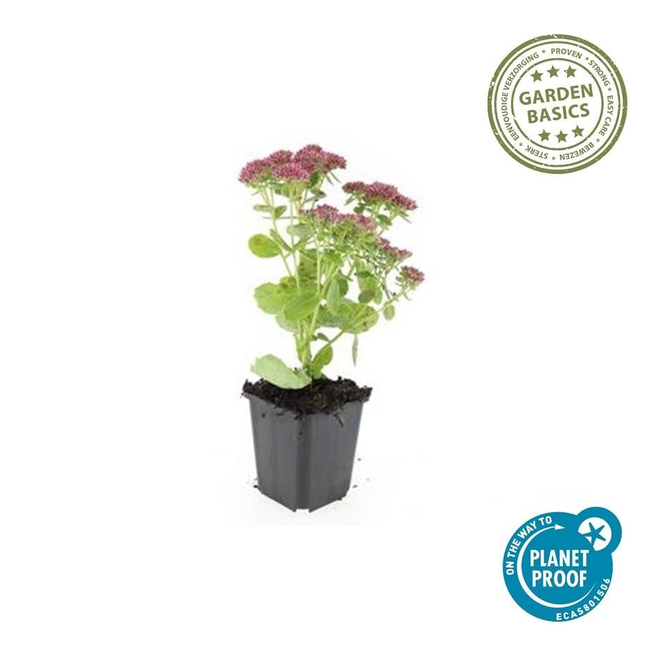 Sedum ‘Herbstfreude’ – kompakte Fetthenne, 10–25 cm hoch - Green Guardia - Ihr Experte für Schädlinge und Pflanzen