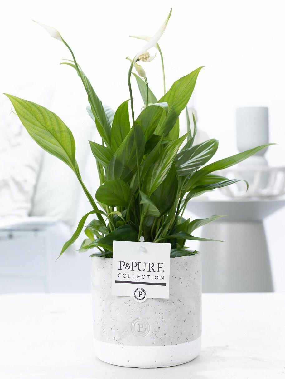 Spathiphyllum Jade Ceramics – kompakte Zimmerpflanze, 12 cm Topf, 35 cm hoch - Green Guardia - Ihr Experte für Schädlinge und Pflanzen