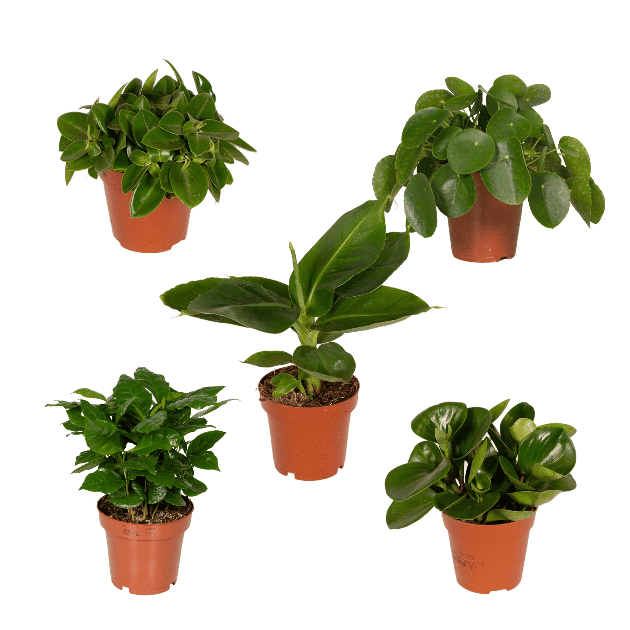 Überraschungsbox – Mix aus Zimmerpflanzen - 5 - 10 Pflanzen pro Set - Green Guardia - Ihr Experte für Schädlinge und Pflanzen