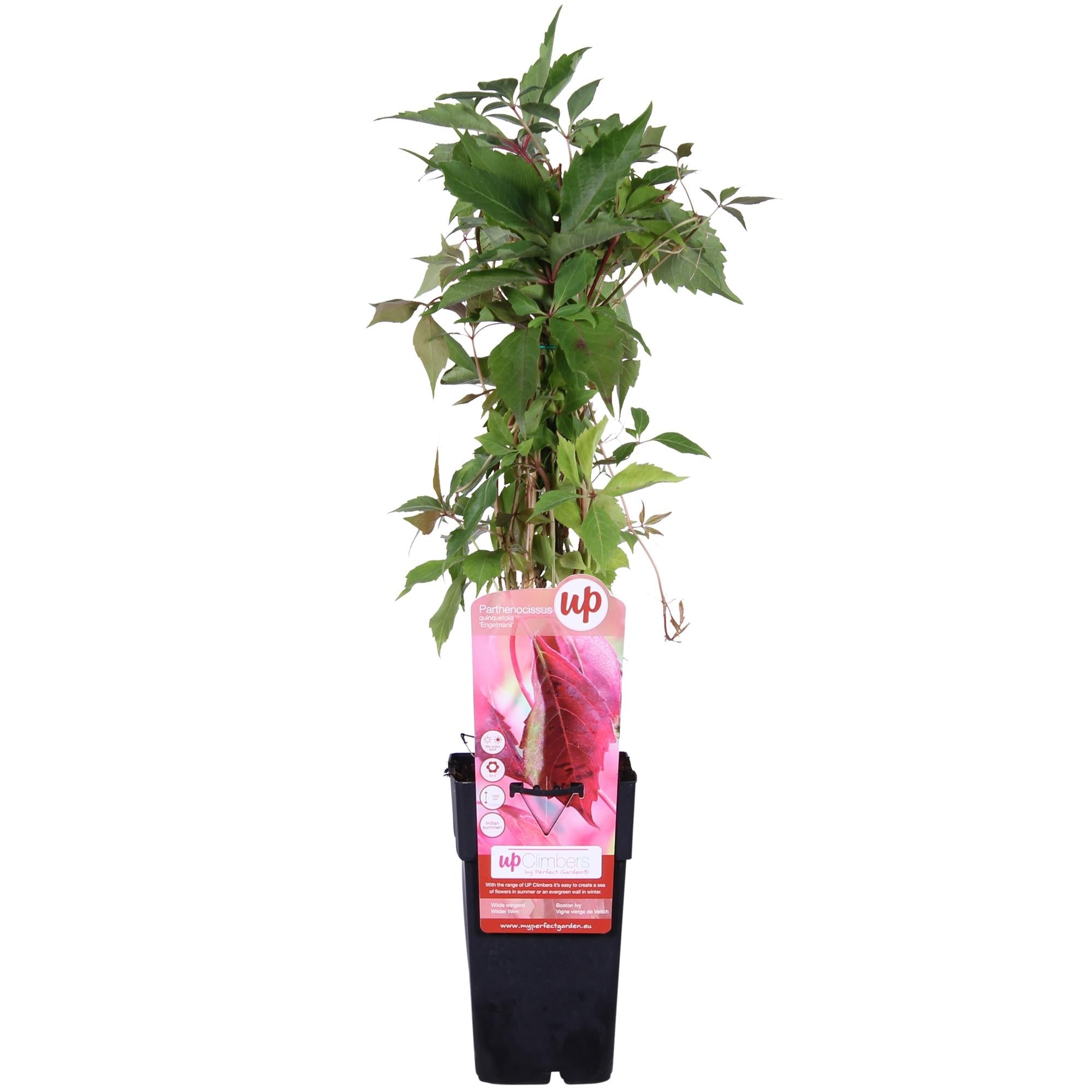 Wilder Wein ‘Engelmannii’ – schnellwachsende Kletterpflanze, 15 cm Topf, 65 cm - Green Guardia - Ihr Experte für Schädlinge und Pflanzen