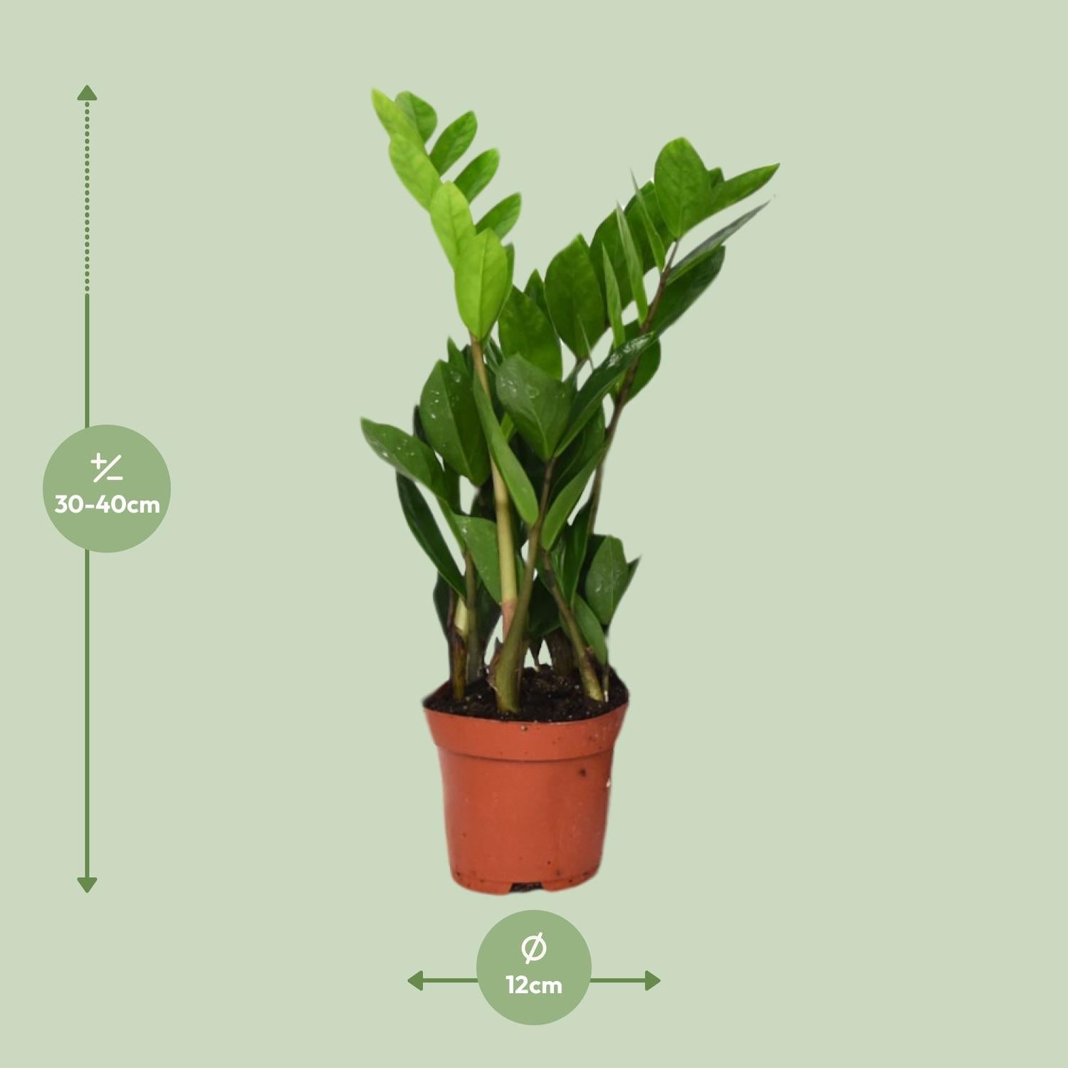 Zamioculcas Zamiifolia – Glücksfeder - 40 - 95 cm - Green Guardia - Ihr Experte für Schädlinge und Pflanzen