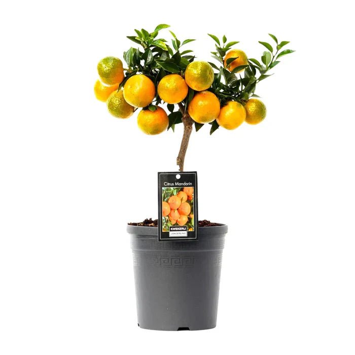 Citrus Mandarin – Mediterranes Flair und süße Ernte für dein Zuhause - Green Guardia - Ihr Experte für Schädlinge und Pflanzen