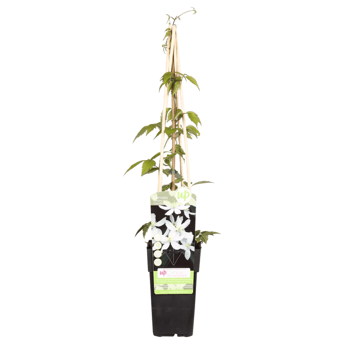 Clematis ‘Grandiflora’ pflegen – weiße Blüten, starkes Wachstum & Gartentipps - Green Guardia - Ihr Experte für Schädlinge und Pflanzen