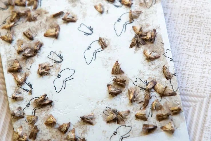 Die Bedeutung von Mottenfallen im Kampf gegen Motten - Green Guardia - Ihr Experte für Schädlinge und Pflanzen