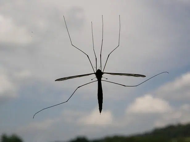 Effektive Methoden gegen Kohlschnaken: Natürlicher Pflanzenschutz leicht gemacht - Green Guardia - Ihr Experte für Schädlinge und Pflanzen