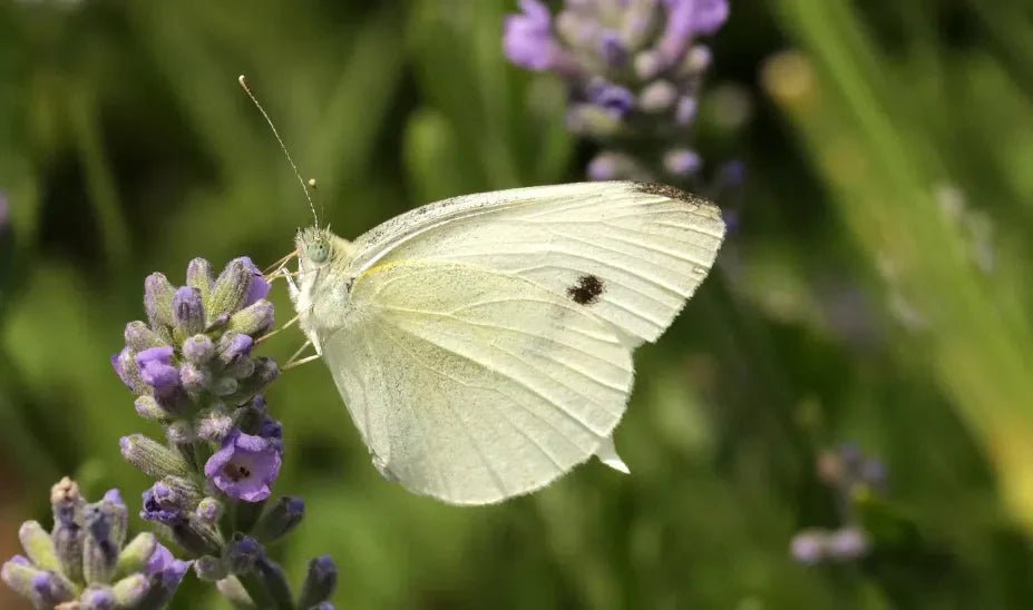 Kohlweißlinge natürlich stoppen: Effektive Schädlingsbekämpfung für Ihre Kohlpflanzen - Green Guardia - Ihr Experte für Schädlinge und Pflanzen