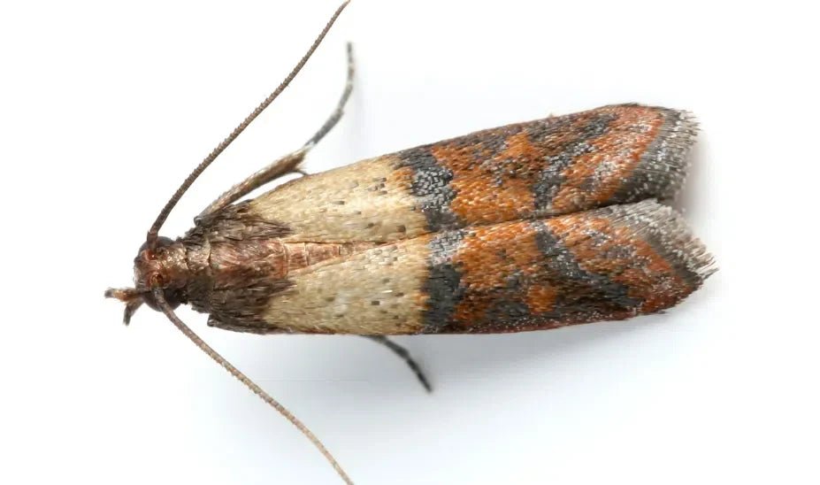 Kornmotte natürlich bekämpfen: Ihre effektiven Methoden - Green Guardia - Ihr Experte für Schädlinge und Pflanzen