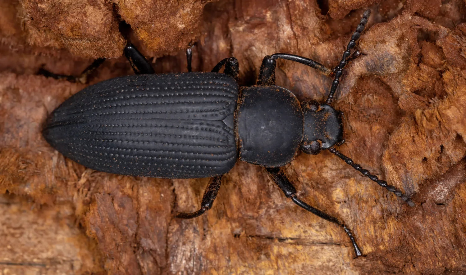 Schwarzkäfer bekämpfen – dunkler Käfer im Haushalt und Lagerbereich