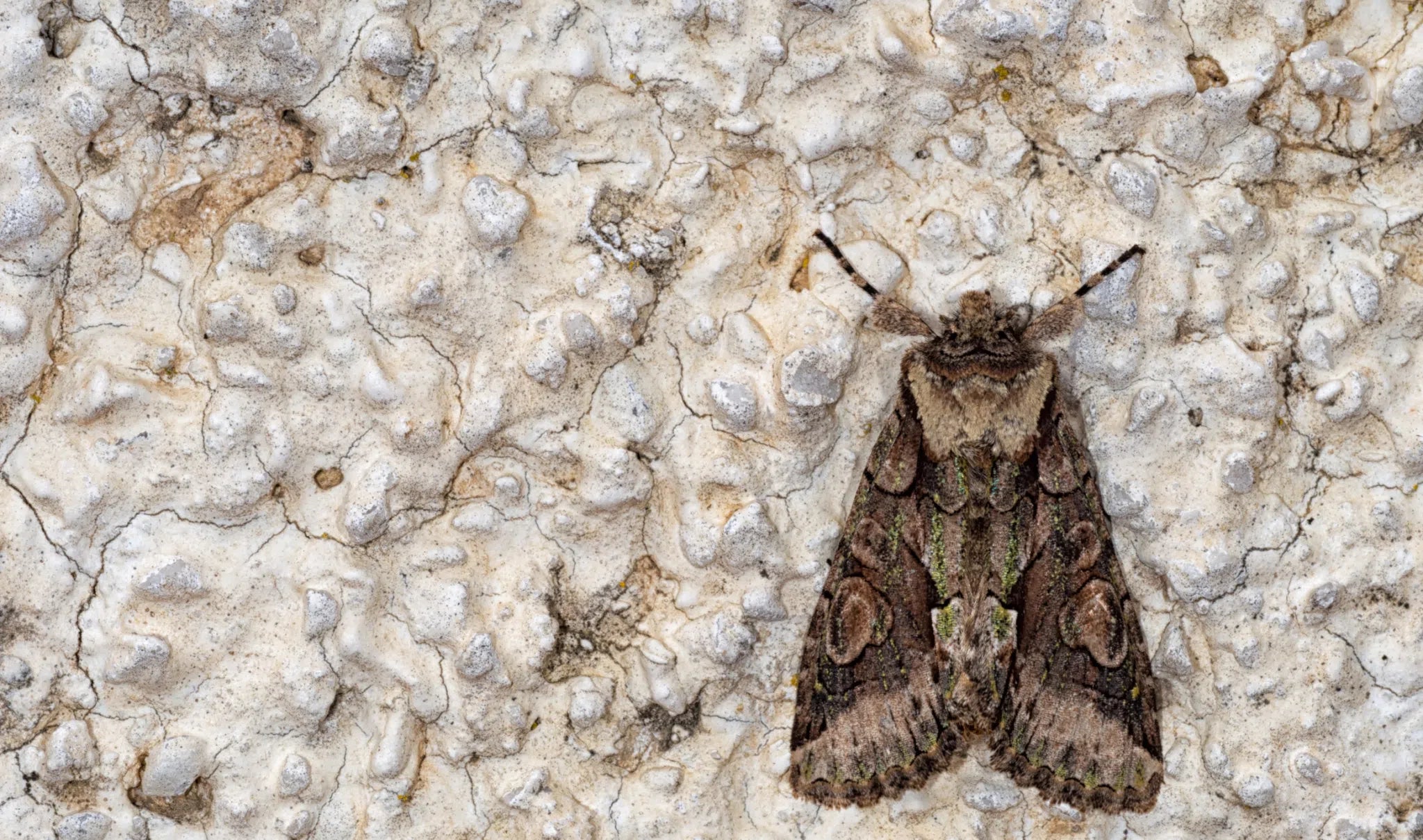 Traubenwickler: Natürlicher Schutz für Ihre Weinreben - Green Guardia - Ihr Experte für Schädlinge und Pflanzen