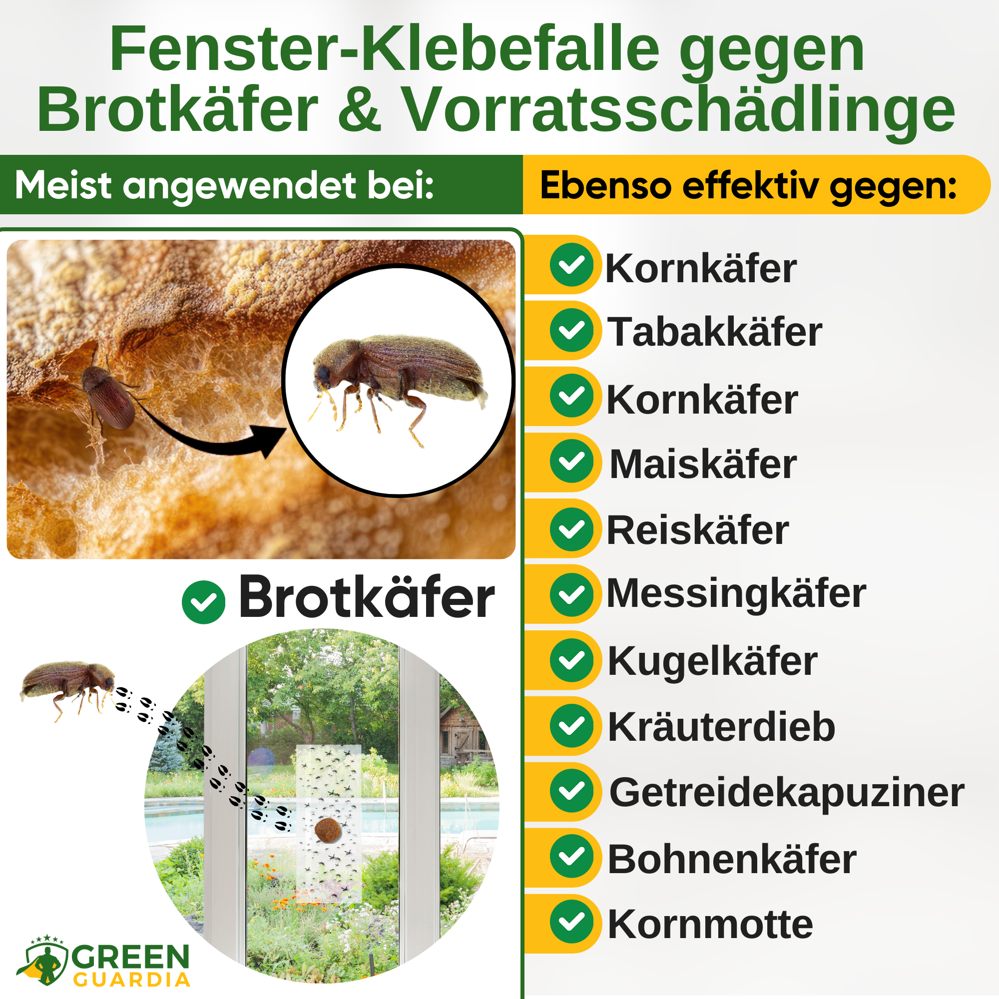 Bread beetle window trap with special attractant 